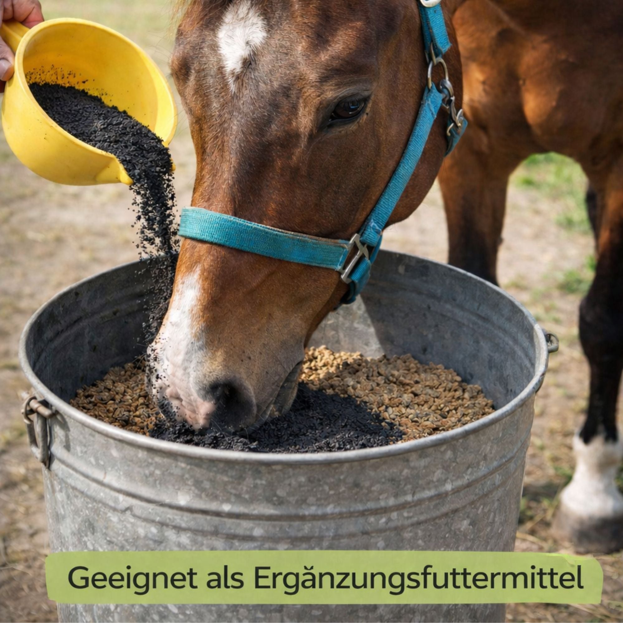 Futterkohle für Pferde 3 Kg