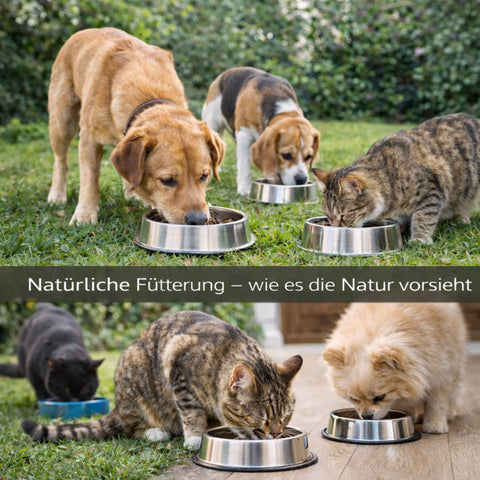 Futterkohle für Hunde und Katzen 3 Kg